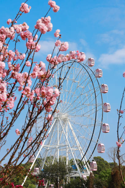 istock Pink cherry blossoms and pink Ferris wheel 2202009051