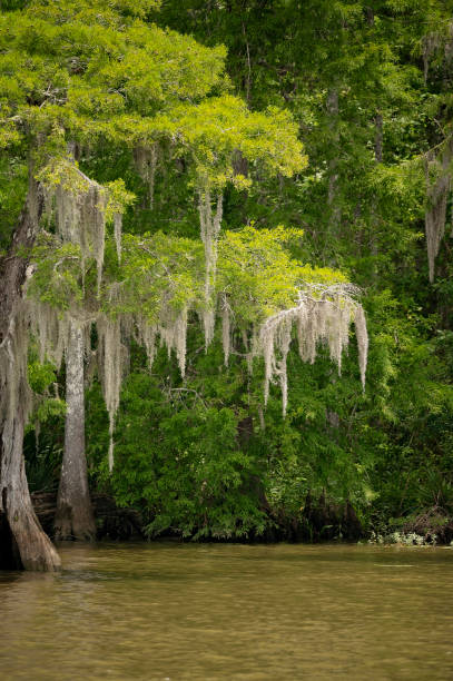 istock Cypress tree with Spanish moss hanging over a calm swampy river 2202009106