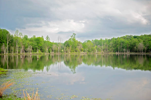 istock A calm lake reflects lush trees under a cloudy sky 2202009118