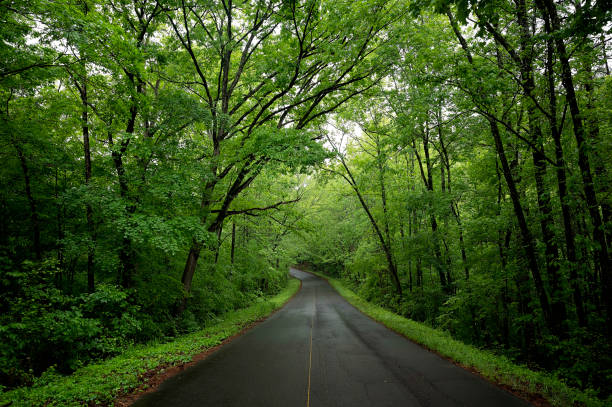 A winding road through a lush green forest after rainfall in Clarksville, Arkansas, United States