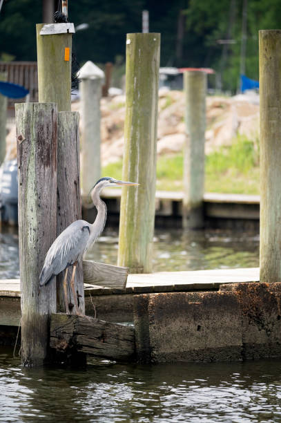 istock A great blue heron stands by a weathered wooden dock at a marina 2202009137