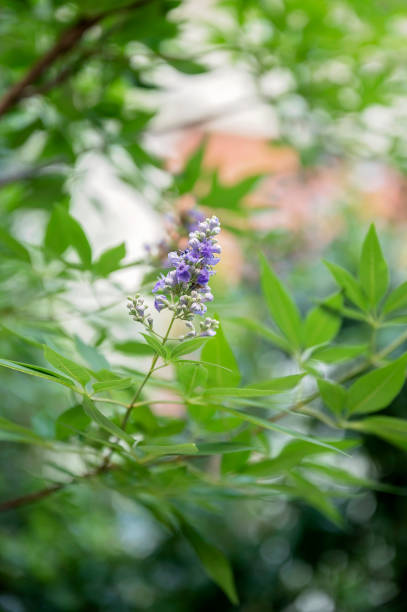 istock A delicate purple flower blooming among lush green leaves 2202009157