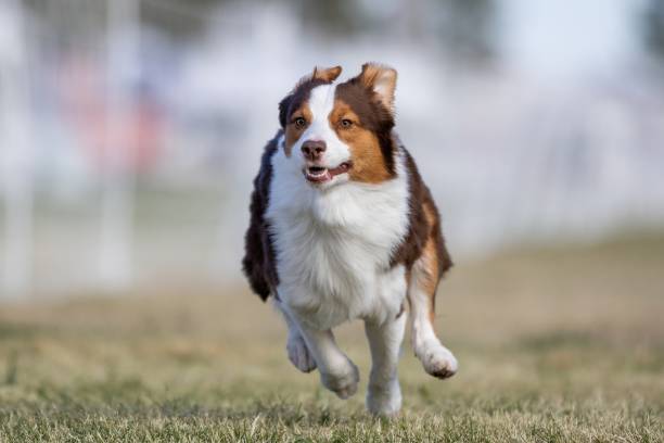 istock Australian Shepherd Aussie Running Lure Course Sprint Dog Sport 2202009182