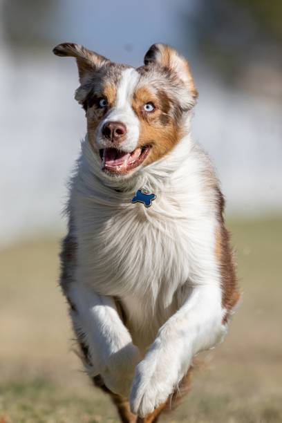 istock Australian Shepherd Aussie Running Lure Course Sprint Dog Sport 2202009204