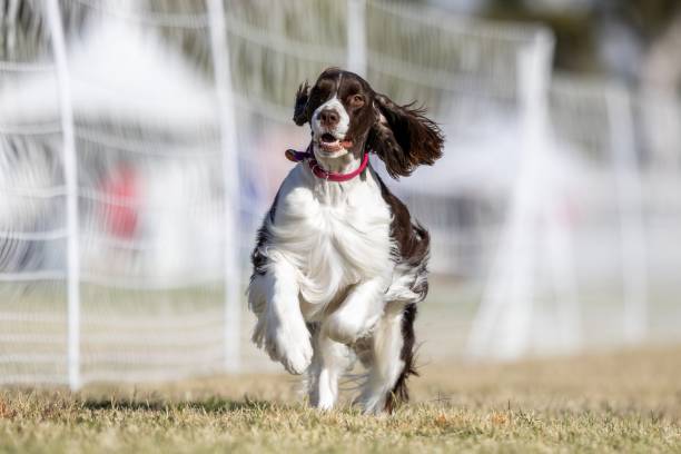 istock English Springer Spaniel Running Lure Course Sprint Dog Sport 2202009226