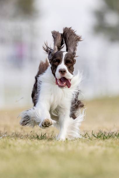 istock English Springer Spaniel Running Lure Course Sprint Dog Sport 2202009231