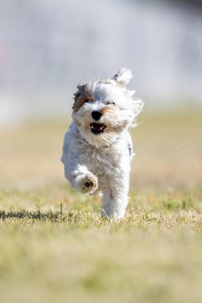 istock Biewer Terrier Running Lure Course Sprint Dog Sport 2202009296