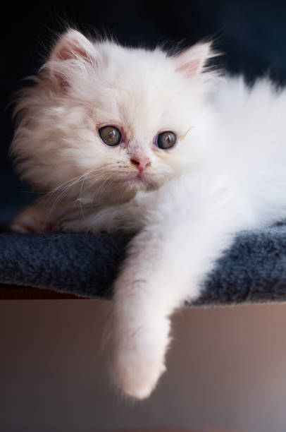 istock Adorable Fluffy White Persian Kitten 2202009318