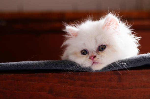 Adorable Fluffy White Persian Kitten in Valencia, Valencian Community, Spain