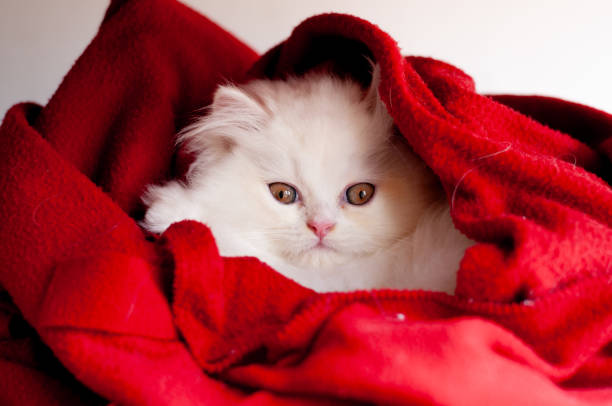 Adorable Kitten Wrapped in Blanket in Valencia, Valencian Community, Spain