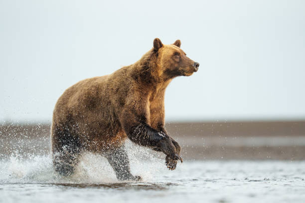 istock Alaskan Coastal Brown Bear Running for Salmon 2202009546