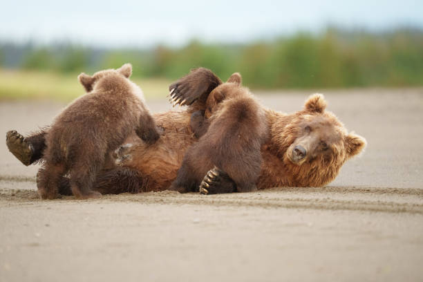 istock Mother Bear and Cubs Nursing in a Natural Habitat 2202009552