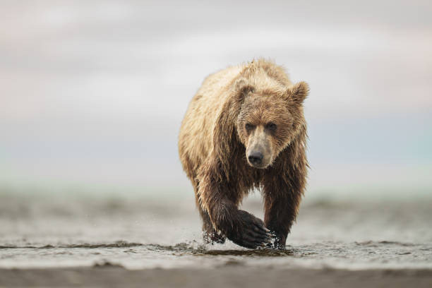 Large Brown Bear Walking Through Shallow Water in the Wilderness in Tyonek, Alaska, United States