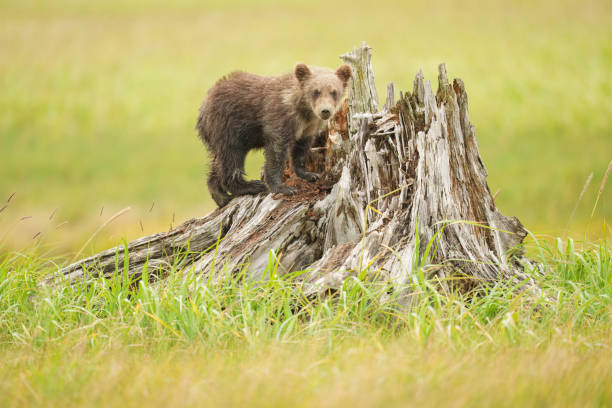 istock Young Brown Bear Standing on a Tree Stump in a Grassland Field 2202009571