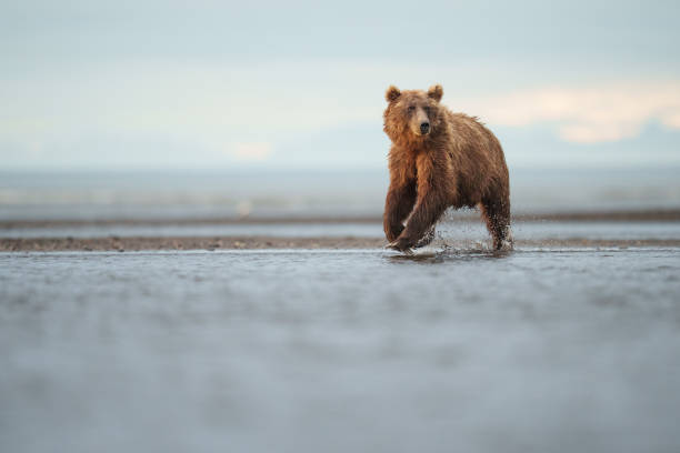 Brown Bear Standing in Shallow Water Against Scenic Wilderness in Tyonek, Alaska, United States