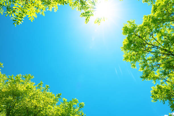 istock Looking up at natural frame of treetops in springtime 2202010484