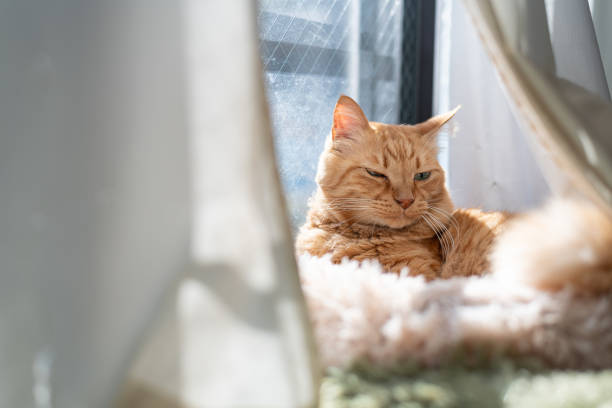 istock Cute cat relaxing by the window 2202010583