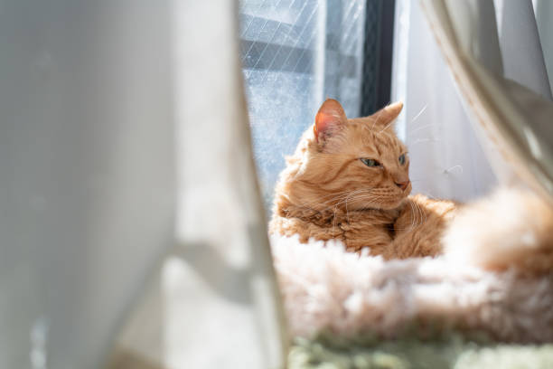 istock Cute cat relaxing by the window 2202010595