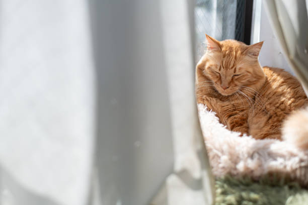 istock Cute cat relaxing by the window 2202010616