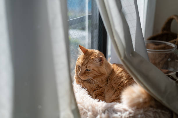 istock Cute cat relaxing by the window 2202010625