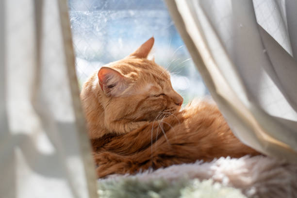istock Cute cat relaxing by the window 2202010629