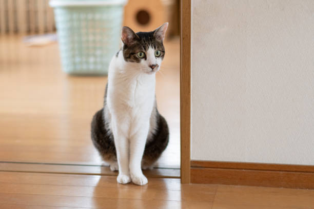 istock Cat sitting and staring indoors 2202010777