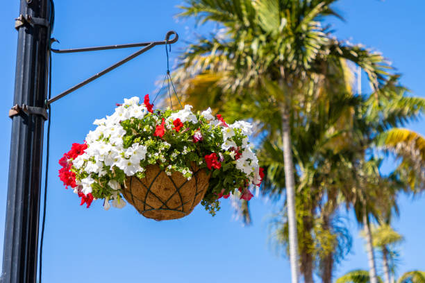 istock Flower basket hanging near palm tree 2202012170
