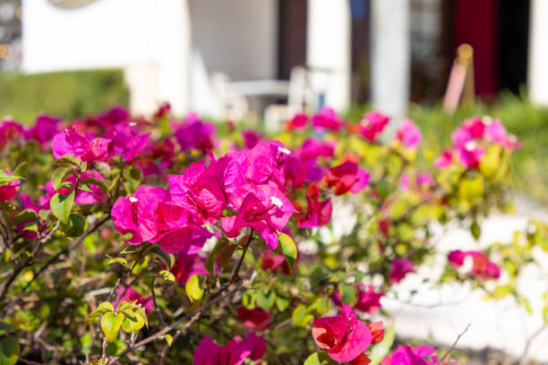 Colorful bougainvillea flowers growing in Florida outside a residential building.