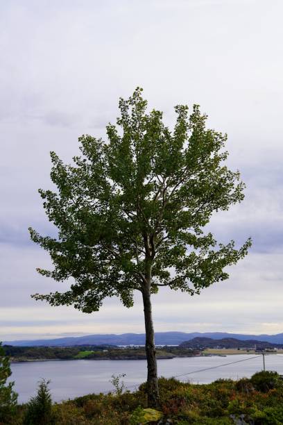 A solitary tree stands on a hill overlooking a serene lake with distant hills under a cloudy sky.