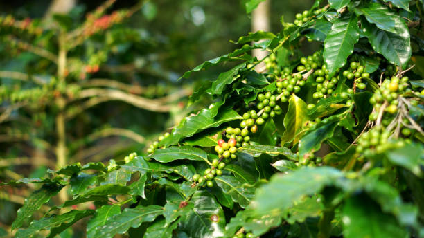 istock Banner Green coffee bean berry plant. 2202016895