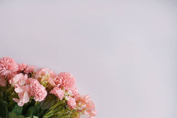 Pink peach hydrangea hortensia pompom flower on white background, copy space. Flat lay photo, studio shoot from directly above. Minimalism concept.