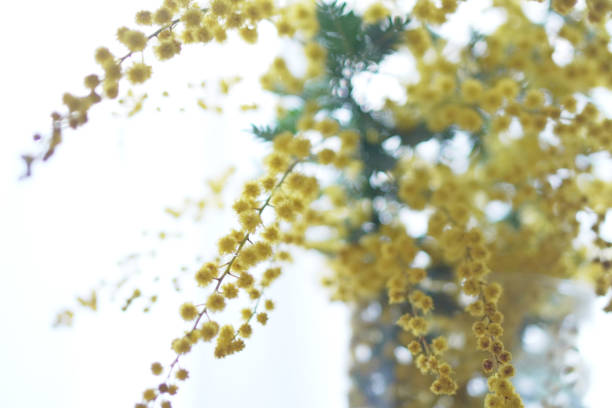 istock Mimosa, a flower that signals the arrival of spring 2202019789