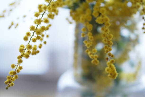 istock Mimosa, a flower that signals the arrival of spring 2202019811