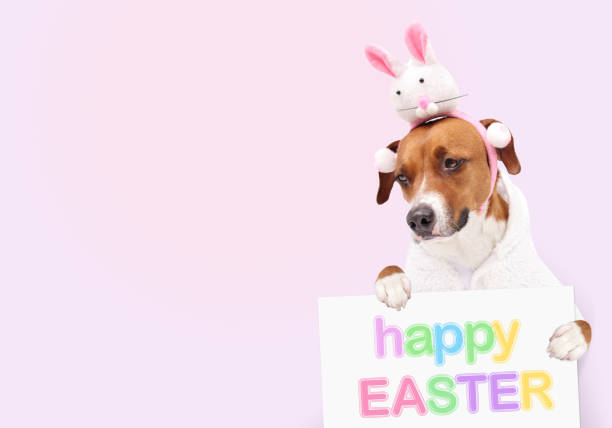 istock Dog with happy easter sign and easter bunny costume on colored background. 2202020957