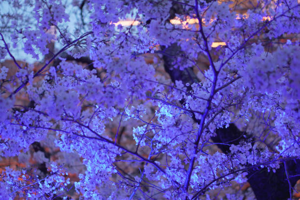 There is a culture of cherry blossom viewing to admire cherry blossoms in Japan.