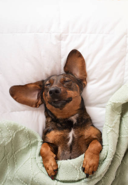 istock Cute dog dachshund sleeps on his back under a blanket on the bed 2202022667