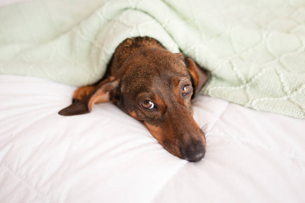 istock Longhaired dapple dachshund laying and sleeping on a soft bed. Dog has brown, spotted fur. 2202022722