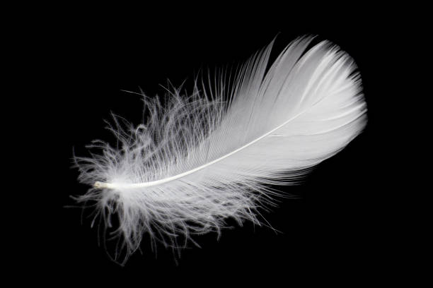 istock White Bird Feathers Isolated on Black Background. Fluffy Downy. Softness of Feathers Floating in The Air. 2202022894