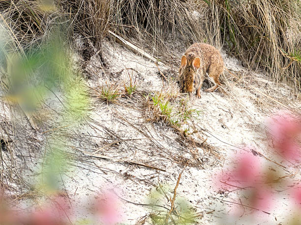 Close up single rabbit