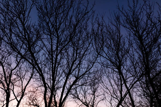 The trees are bare and the sky is dark. Scene is somber and quiet