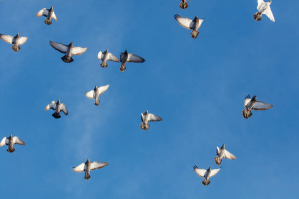 four pigeons flying towards us