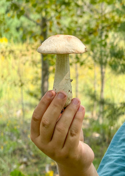 istock A person is holding a mushroom in their hand 2202024895