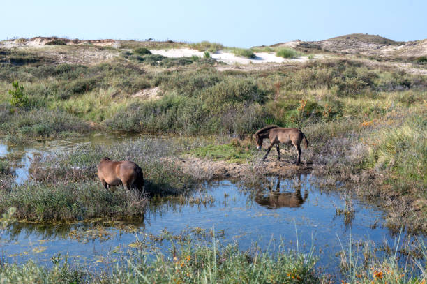 istock Wild horses at a small lake in a dune landscape 2202026825