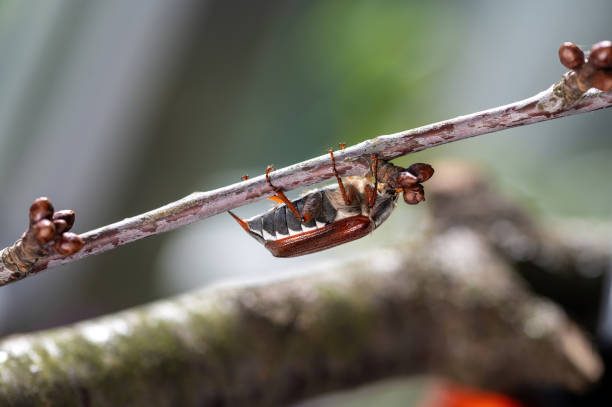 Close up photograph of a Black-headed May Beetle or June bug (Phyllophaga anxia) beetle feeding on a leaf at nighttime.