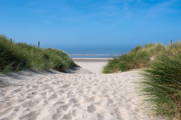 istock Dunes with beach grass and the sea 2202027439