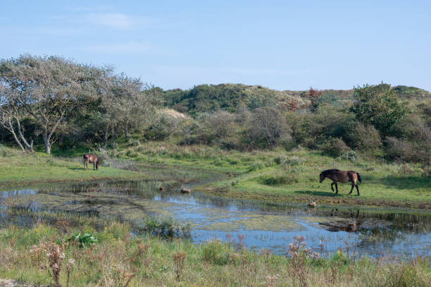 istock Wild horses at a small lake in a dune landscape 2202027545