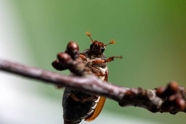 Close-up of a cockchafer beetle (June Bug or Melolontha melolontha) flying to a blossoming cherry tree.