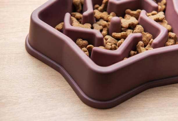 istock Slow feeder dog bowl reducing bloating and improving digestion 2202029260