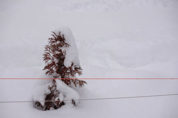 a snow-covered bush near a red and white border ribbon.