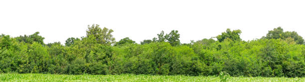 istock Green Trees isolated on white background.Forest and foliage in summer 2202030814